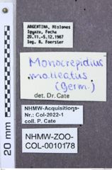 Etiketten zu Zorochros tristis (NHMW-ZOO-COL-0010178)